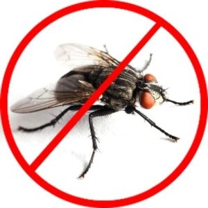 Muste tantari firma autorizata solutii eliminare musca tantar gradina casa teren Dezinsectie muste tantari firma autorizata Bucuresti solutii eliminare musca tantar gradina casa teren
