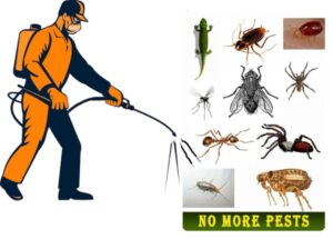 Solutii pulverizare dezinfectant gandaci spray plosnite purici muste tantari firma Bucuresti profesionisti autorizati capuse Solutii pulverizare dezinfectant gandaci spray plosnite purici muste tantari firma Bucuresti profesionisti autorizati capuse